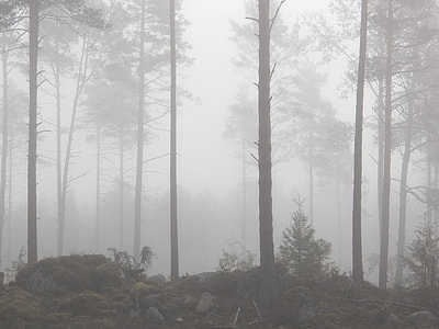 forest covered with mist thumbnail