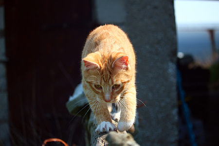 orange tabby cat thumbnail