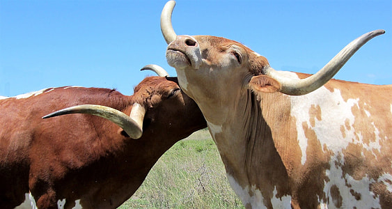 two brown and white cattle during daytime thumbnail