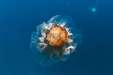 brown jellyfish thumbnail
