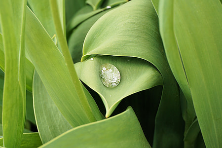 close up photo of green leaf plant with water due thumbnail
