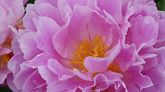 pink petaled flower in close up photography thumbnail