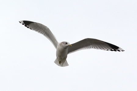 white bird flying on sky thumbnail