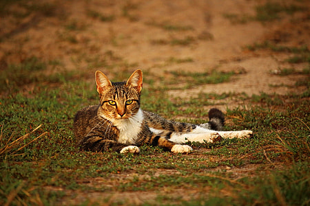 reclining gray and white cat on the ground thumbnail