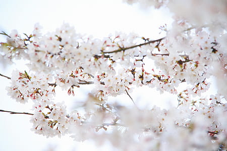 shallow focus photography of white flowers in branch thumbnail