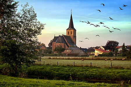 flock of bird flying on green fields thumbnail