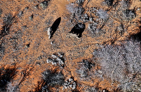 aerial view of two animals on deserted land thumbnail