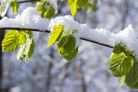 snow covered leaves during daytime thumbnail