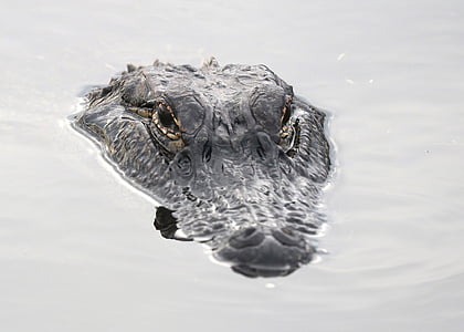 black crocodile thumbnail