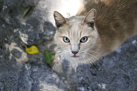 gray cat looking upwards thumbnail