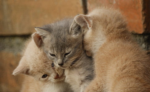 gray and two orange tabby kittens beside concrete bricks thumbnail