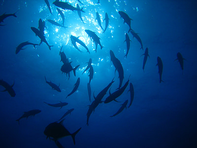 silhouette of fish on body of water thumbnail