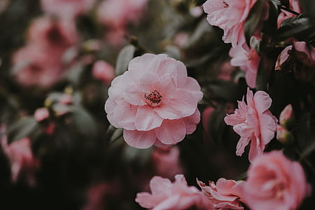 closeup photography of pink stock camellia flowers thumbnail