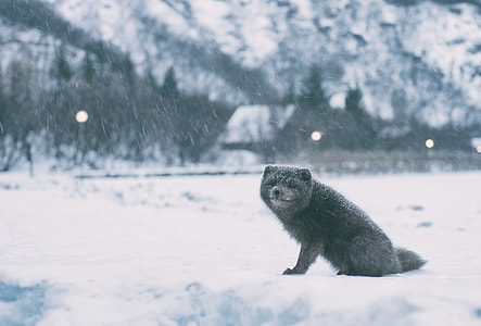 black animal near snowy mountain during daytime thumbnail