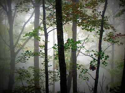 woods covered by mist thumbnail