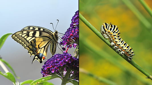 tiger swallow tail butterfly and caterpillar perched on plant collage thumbnail
