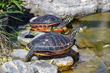 two orange-and-black turtles on rock formations thumbnail