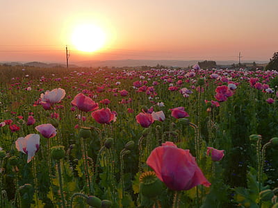 photography of red and white flowers during daytime thumbnail
