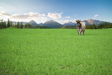 Happy Cow from Organic Farm Free Range thumbnail