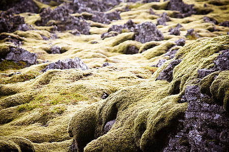 close-up photo of algae covered rock formation thumbnail