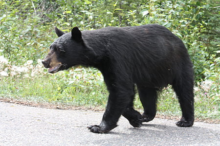 California bear thumbnail