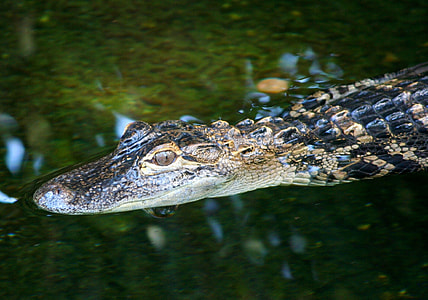 Young Alligator, Marine Reptile thumbnail