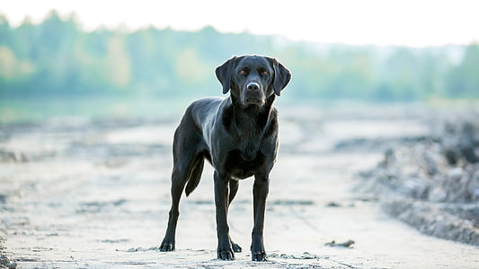 black labrador retriever standing near piled soils thumbnail