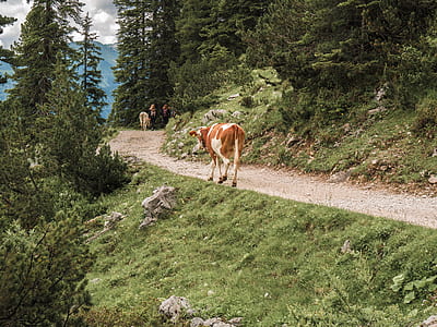 white and brown cattle walking on hill during daytime thumbnail