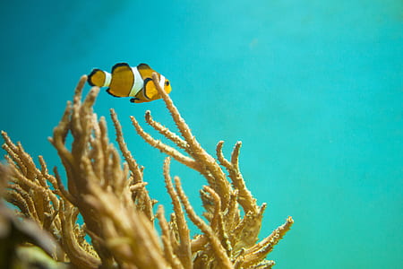 clown fish swimming near coral thumbnail