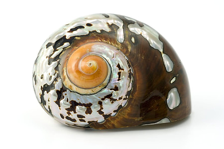beige and brown sea shell thumbnail