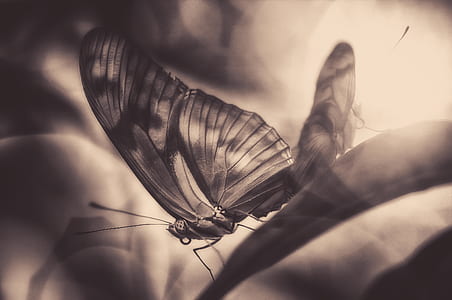 two brown and black butterfly painting thumbnail