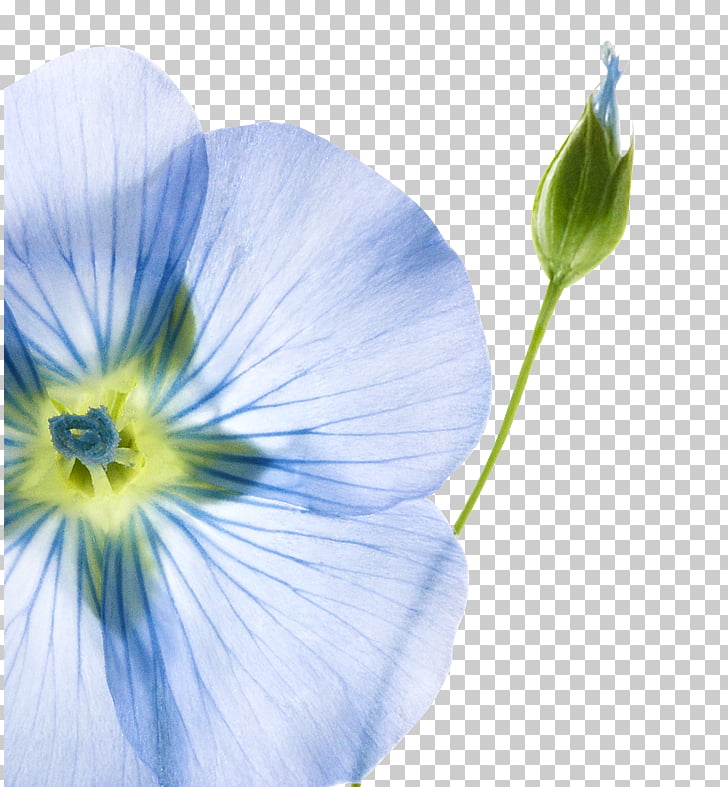 Pansy Capelli Flax Delta Maidenhair Fern Plant Plant Png Clipart