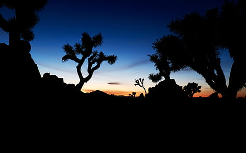 tree, silhouette, night, dark thumbnail