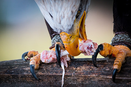 Bald Eagle, Prey thumbnail