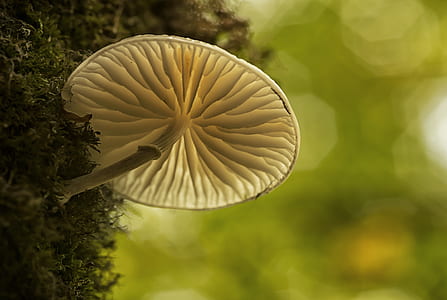 white mushroom thumbnail