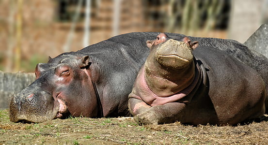 two brown hippopotamus under sunny daytime thumbnail