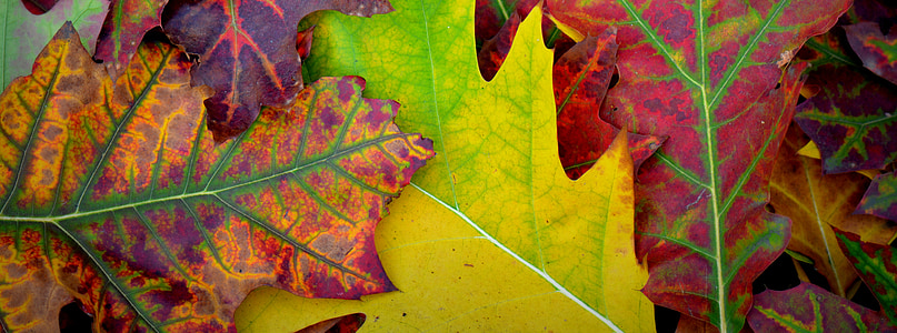 dried leaves thumbnail