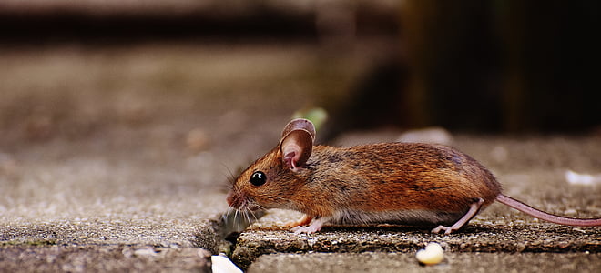 selective focus photography of brown rat on gray concrete pavement thumbnail