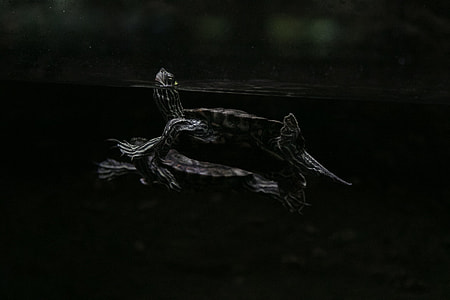grey, turtles, water, turtle thumbnail
