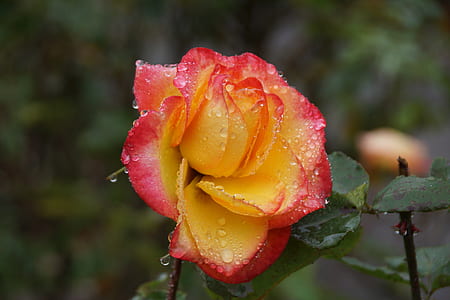 selective focus photography of pink and yellow rose with water dew thumbnail
