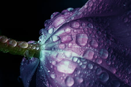 closeup photography of purple petaled flower with water droplets thumbnail