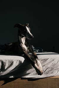 gray dog lying on bed thumbnail