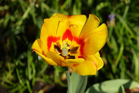 selective focus photography of yellow petaled flower thumbnail