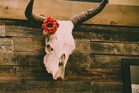 Animal Skull on Wall With Red Rose Decor thumbnail
