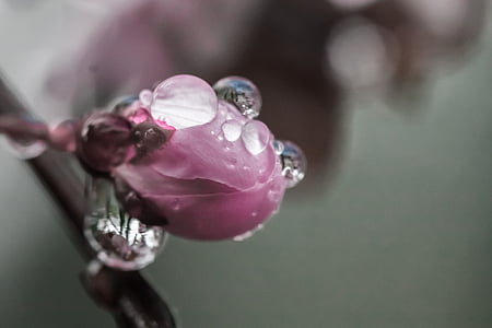 pink flower with dewdrops macro photography thumbnail