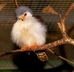 white and gray bird perched on tree branch thumbnail