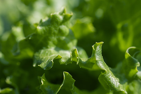 macro photography of green leaf thumbnail