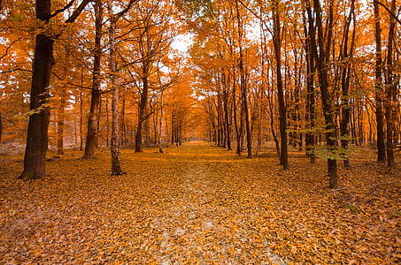 yellow leaf trees taken daytime thumbnail