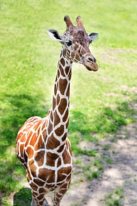 close-up photo of brown and white giraffe on green grass field thumbnail
