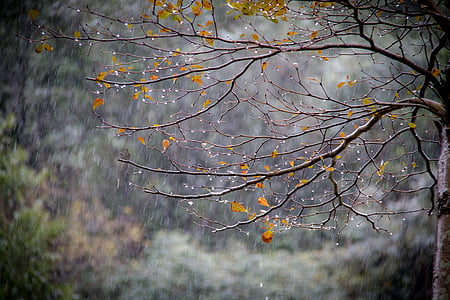 brown leaf tree thumbnail